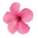 tropicalflower Discord emoji — free animated GIF download