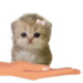 kitten Discord emoji — free static PNG download