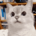 cat nope Discord emoji — free animated GIF download