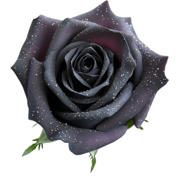 blackrrosewithsparklingpetals Discord emoji - free download