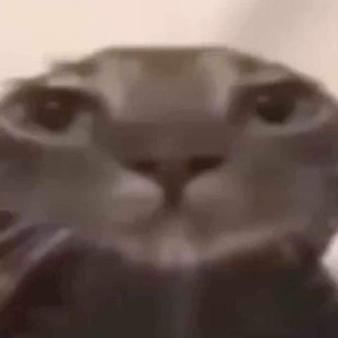 cat bruh Discord emoji — free static PNG download