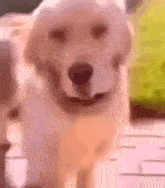 dogavoidingtouch Discord emoji - free download