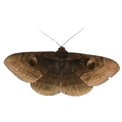 darkbrownmoth Discord emoji — free static PNG download