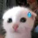 cat scared Discord emoji — free static PNG download