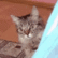 kitty peak Discord emoji — free animated GIF download