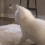 catass Discord emoji — free animated GIF download