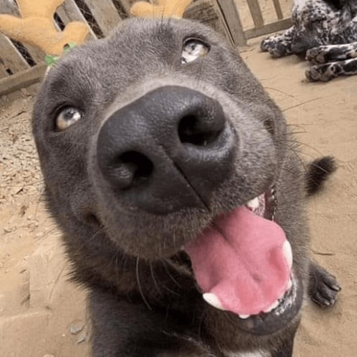 dog Discord emoji — free static PNG download