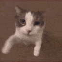 cat kiss Discord emoji — free animated GIF download