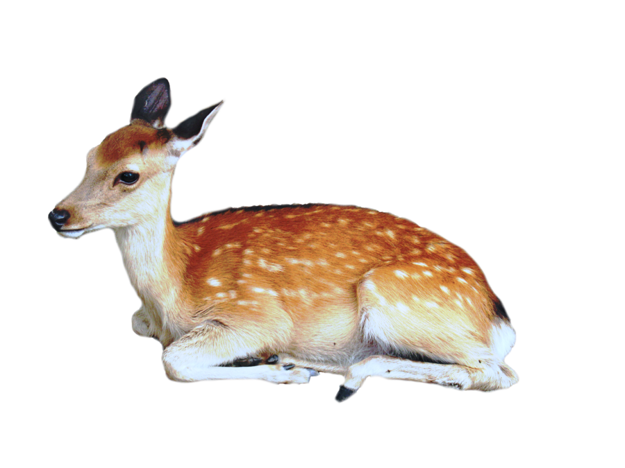 deer Discord emoji — free static PNG download