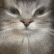 gugus Discord emoji — free animated GIF download