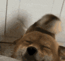 happy shiba tailwag Discord emoji — free animated GIF download