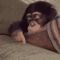 bored monkey Discord emoji — free animated GIF download