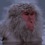 water monkey Discord emoji — free animated GIF download