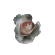 roseclassic Discord emoji — free animated GIF download