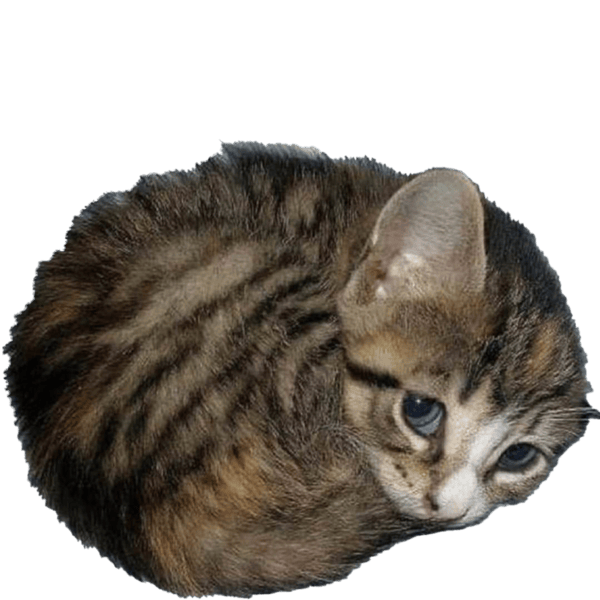 catball Discord emoji - free download