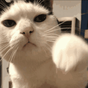 catpunch Discord emoji — free animated GIF download