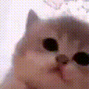 kitty jamming Discord emoji — free animated GIF download