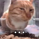 cat sideeye Discord emoji — free static PNG download