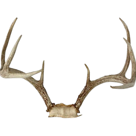 antlers Discord emoji — free static PNG download