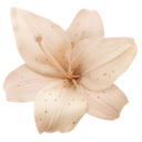 flower4 Discord emoji — free static PNG download