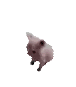 bingusdance Discord emoji — free animated GIF download