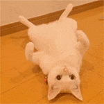 catbelly Discord emoji — free animated GIF download