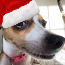 christmasdogsus Discord emoji — free static PNG download