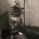 sadcat Discord emoji — free animated GIF download