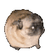 doggiedance Discord emoji — free animated GIF download