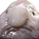 blobfish Discord emoji — free static PNG download
