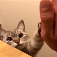 catfistbump Discord emoji — free static PNG download