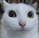 politecat Discord emoji — free static PNG download