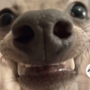 hehedog Discord emoji — free static PNG download