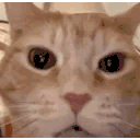 laughing cat Discord emoji — free animated GIF download