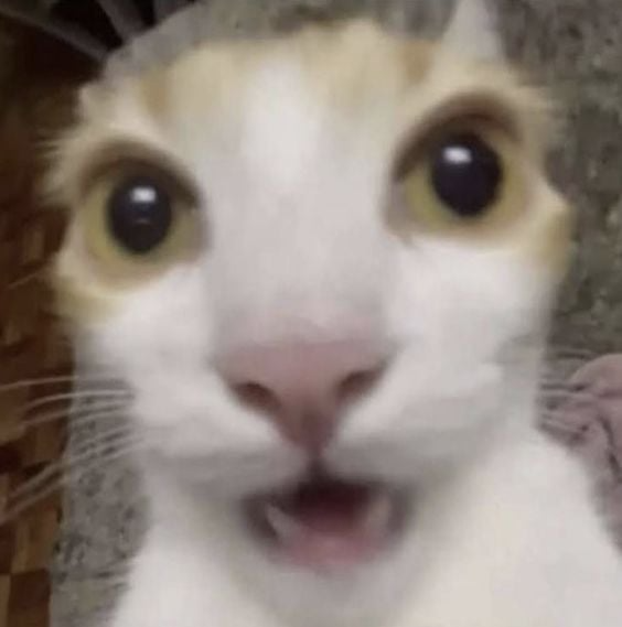 shockedcat Discord emoji — free static PNG download