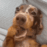 pawoops Discord emoji — free animated GIF download