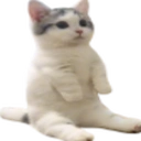 catsittingverycomfortable Discord emoji — free static PNG download