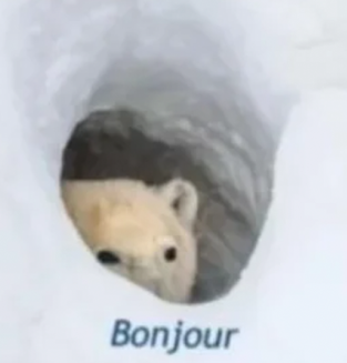 bonjour Discord emoji — free static PNG download