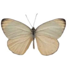 vintagebutterfly Discord emoji — free static PNG download