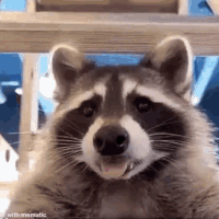 raccoon tongue Discord emoji — free animated GIF download