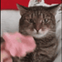 flowercat Discord emoji — free animated GIF download
