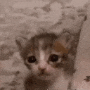cat crying Discord emoji — free animated GIF download