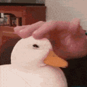 duckpet Discord emoji — free animated GIF download