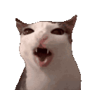 cateat Discord emoji — free animated GIF download