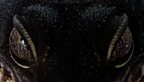 leopardgeckoblacknighteyes Discord emoji — free static PNG download