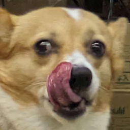 fox gourmet Discord emoji — free static PNG download