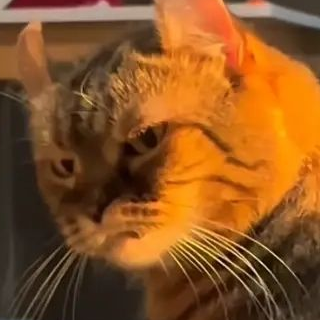 cat angry26 Discord emoji — free static PNG download
