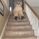 thestairs Discord emoji — free animated GIF download