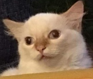 dumb cat Discord emoji — free static PNG download