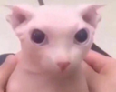 bingusstare Discord emoji — free static PNG download